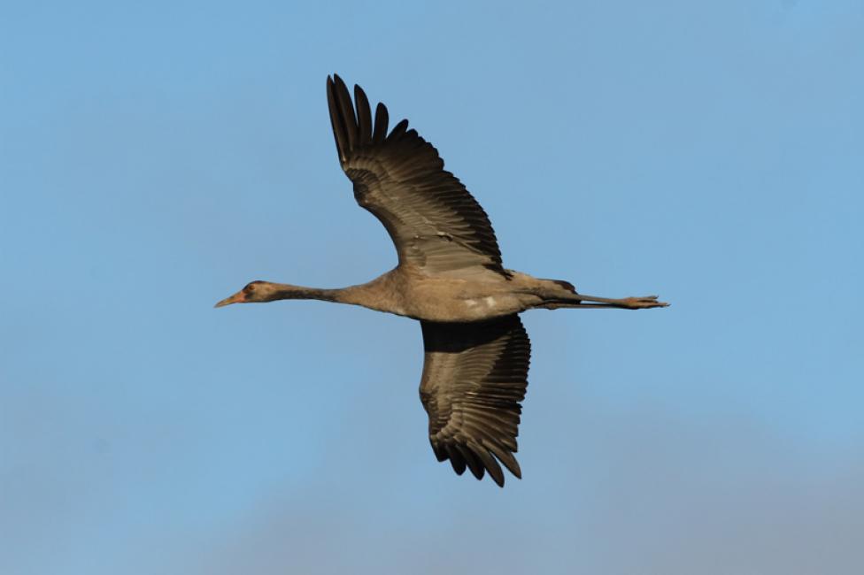 Joven volando